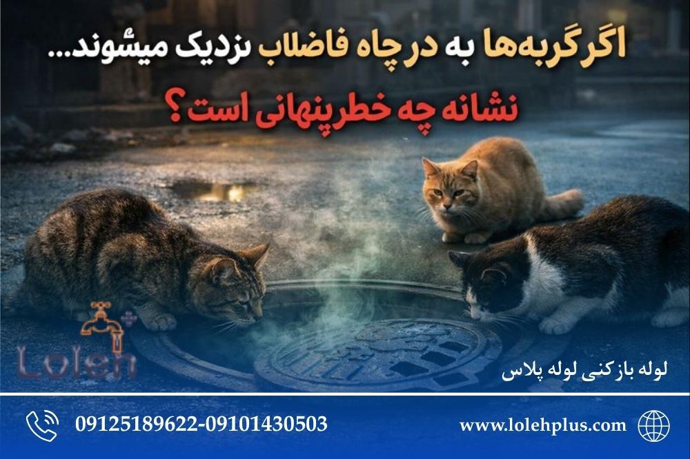 اگر گربه  یا حیوانات خیابانی به درِ چاه نزدیک می شوند؛ نشانه چه خطری در چاه فاضلاب است؟